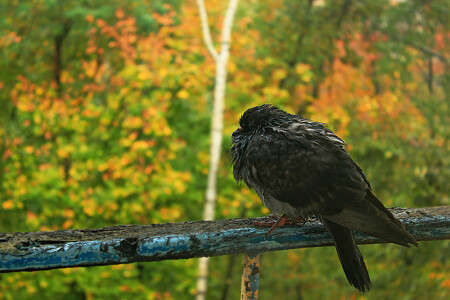 Грусть &amp;quot;осенняя&amp;quot;