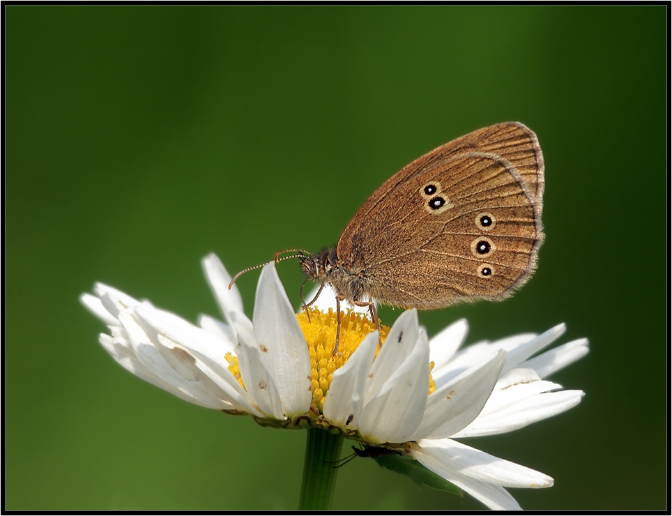 Глазок цветочный (Aphantopus hyperantus)