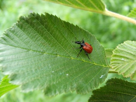 Яркое пятно