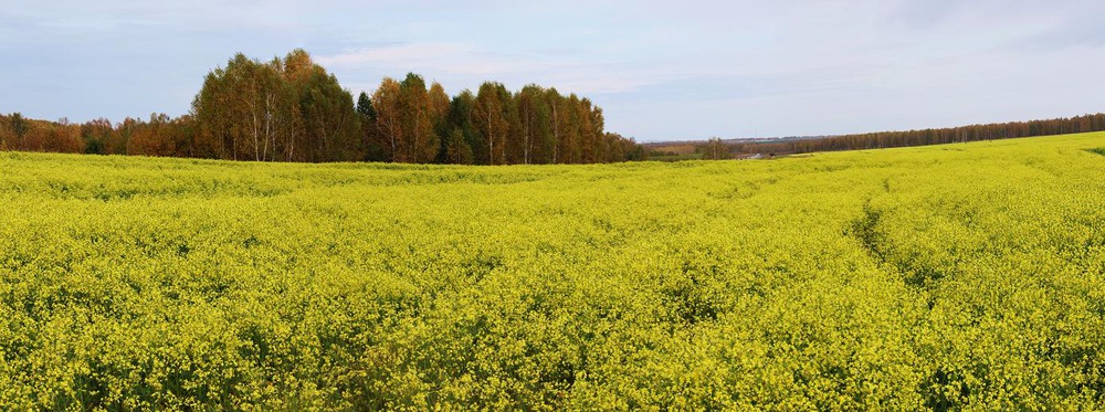 Желтизна