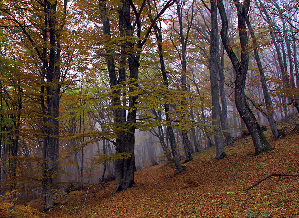 Осенний крымский лес