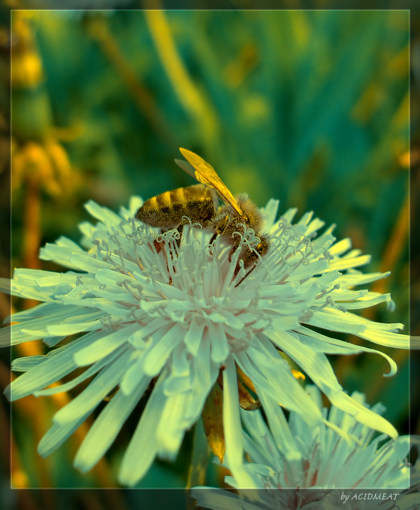 Golden bee