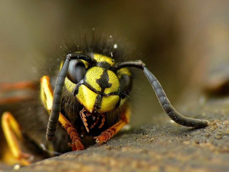 Оса саксонская Dolichovespula saxonica