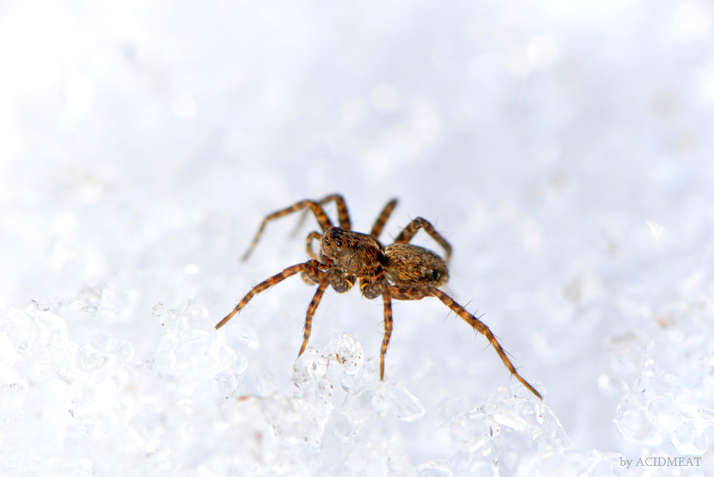 Spider on the ice