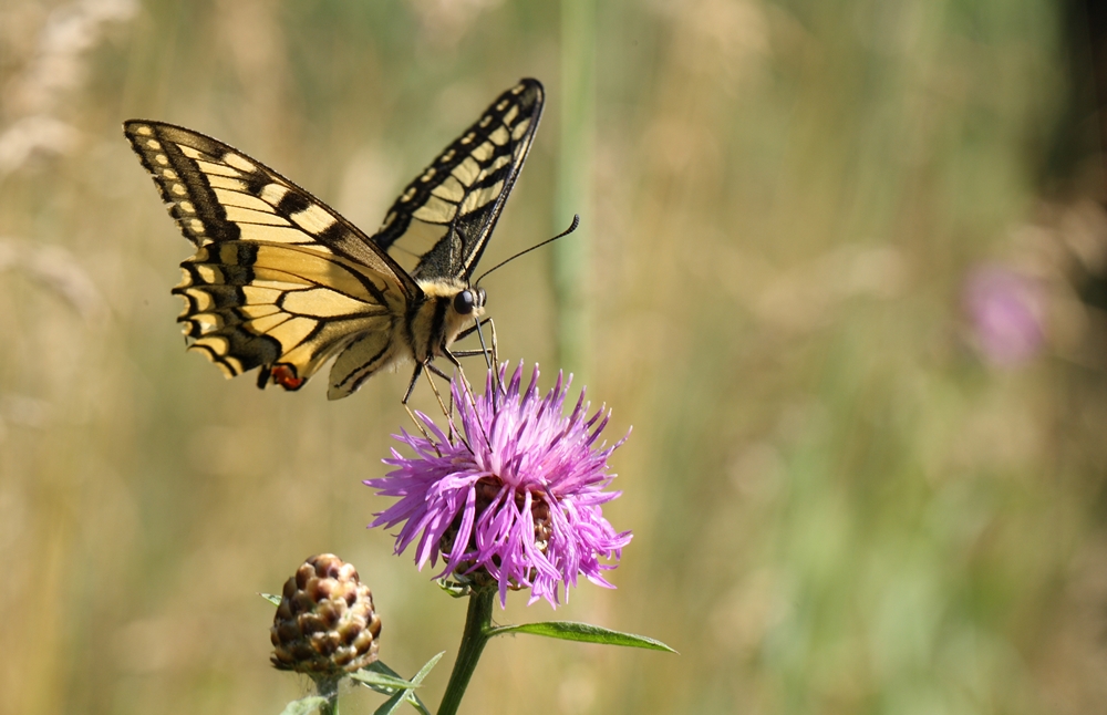 Papilio machaon