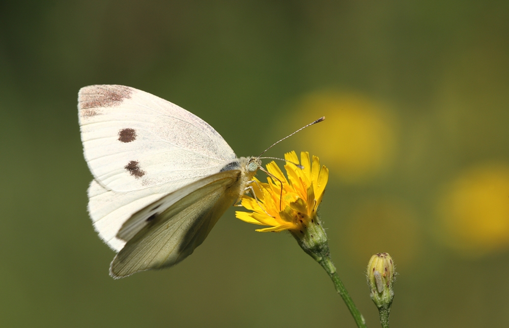 Капустная белянка-Pieris brassicae.