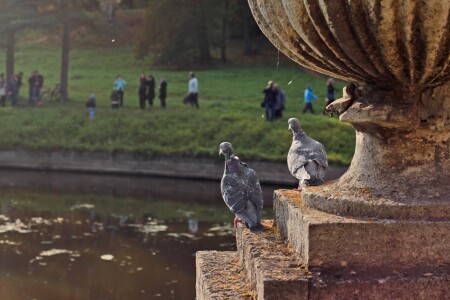 наблюдатели