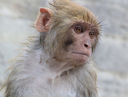&amp;quot;Человеческое&amp;quot; сострадание