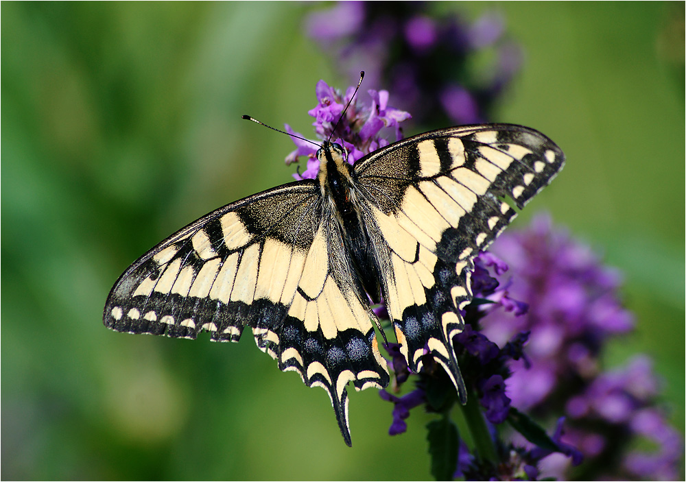 Papilio machaon - Махаон