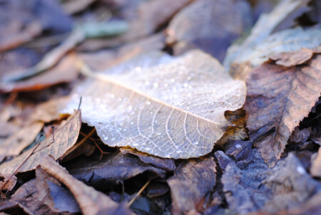 Осенние мелодии 1