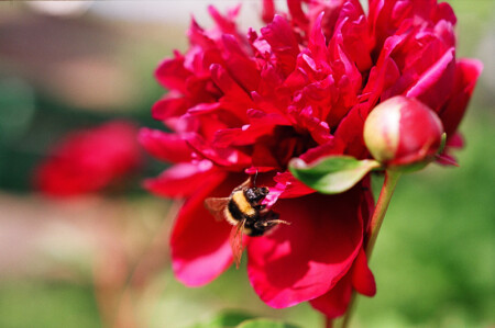 хлеб насущный 1