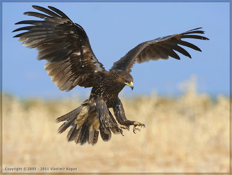 Greater Spotted Eagle: Landing