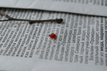 Красный жук