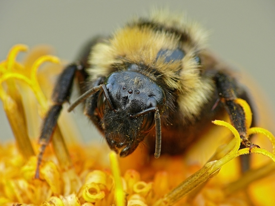 Шмель Bombus lucorum