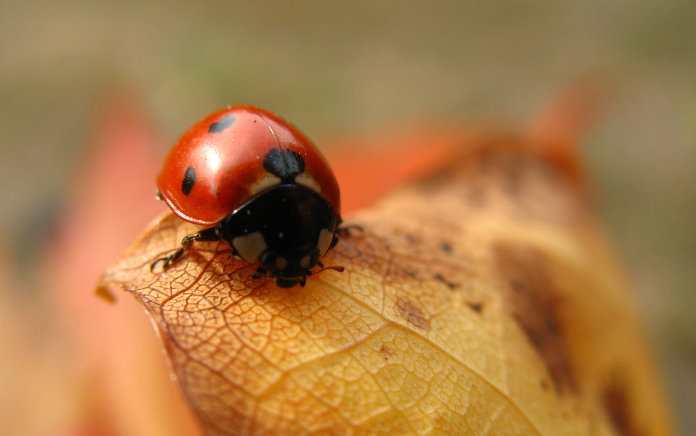 Lady Bird