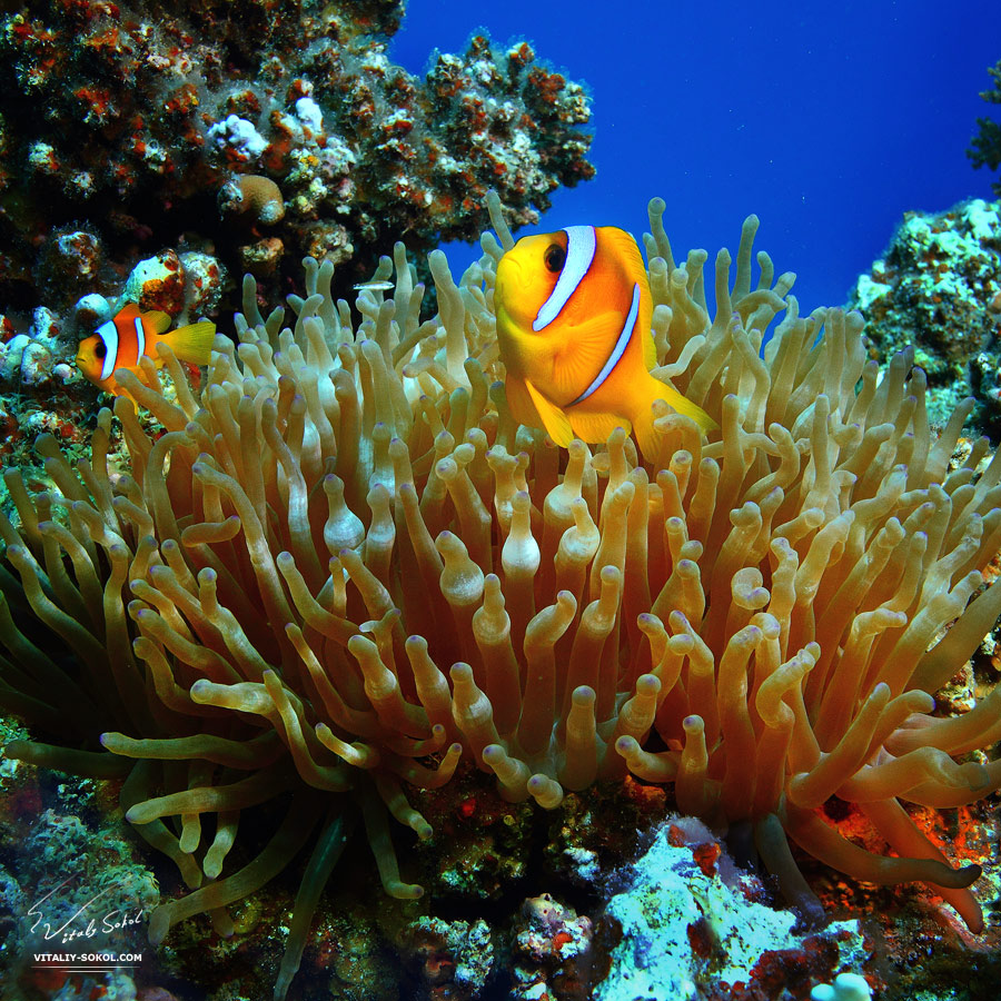 A proper colours of Red sea