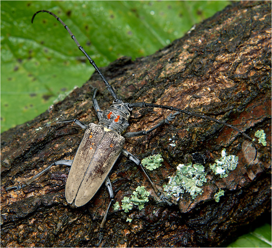 Batocera rufomaculata - Усач из Израйля