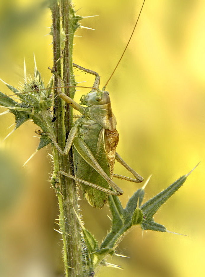 Кузнец