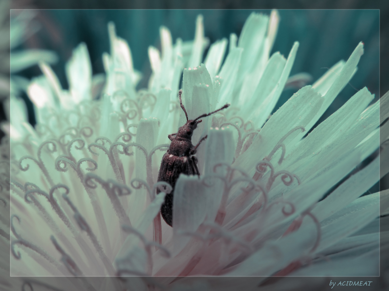 bug in flower