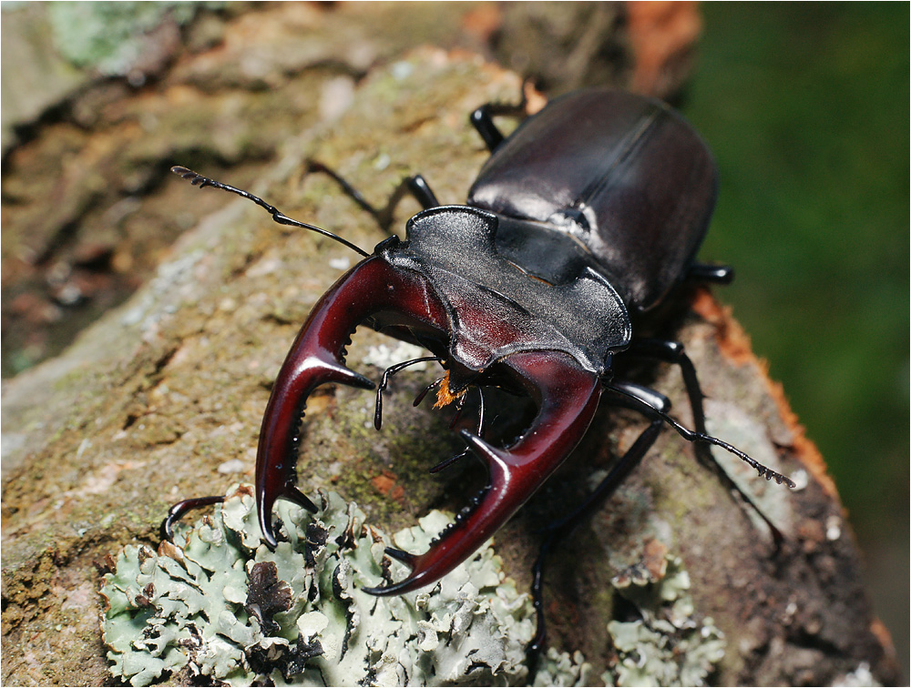 Lucanus cervus - Жук-олень