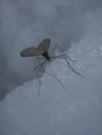 Насекомое на снегу