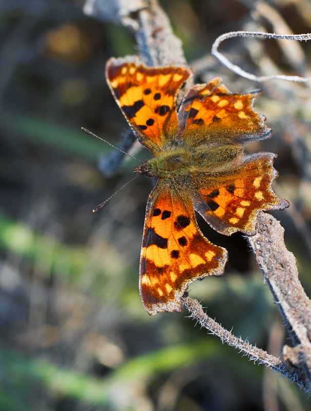 Polygonia c-album