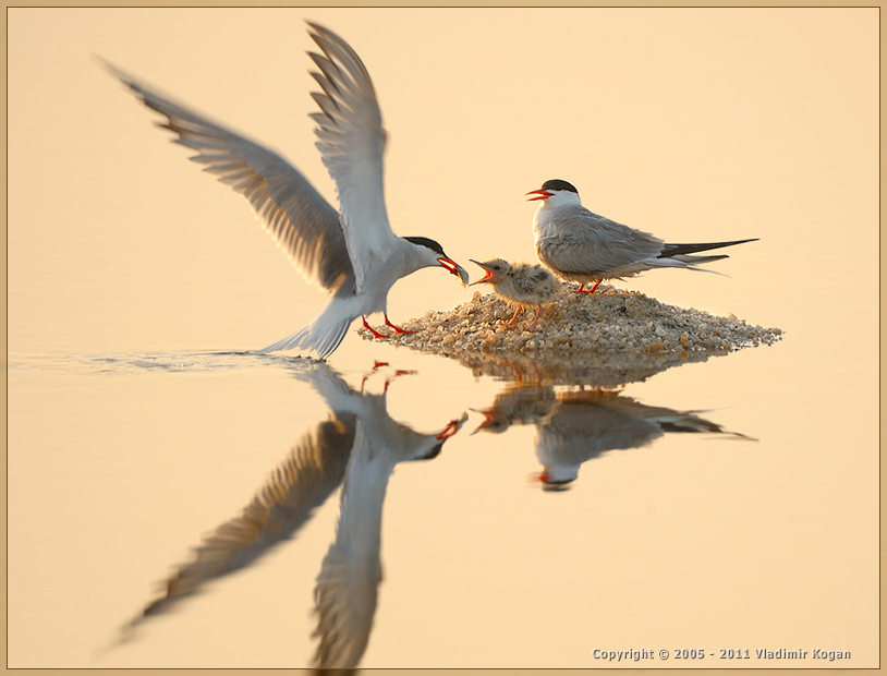 Common Tern: on Breakfast of baby