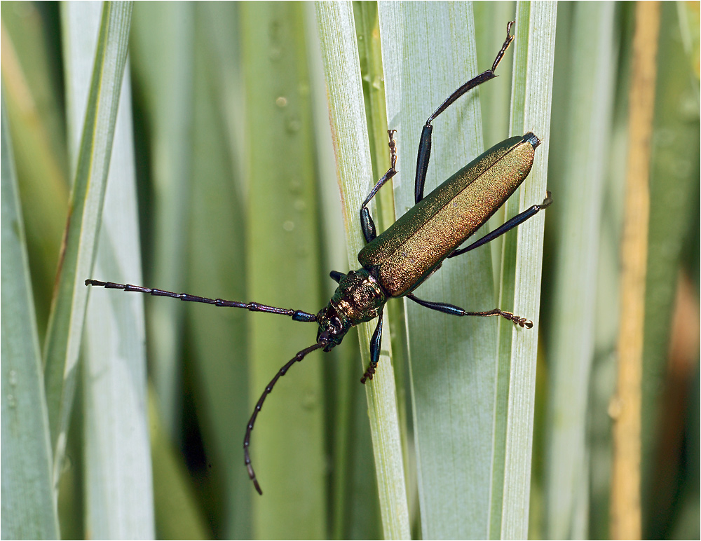 Aromia moschata - Усач мускусный