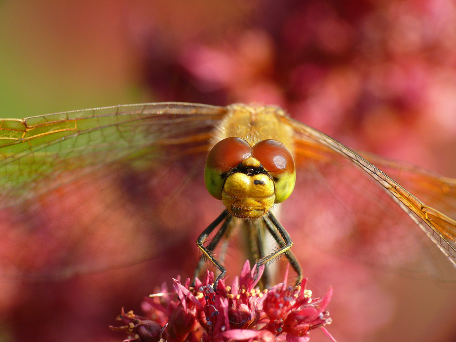 Симпетрум жёлтый Sympetrum flaveolum