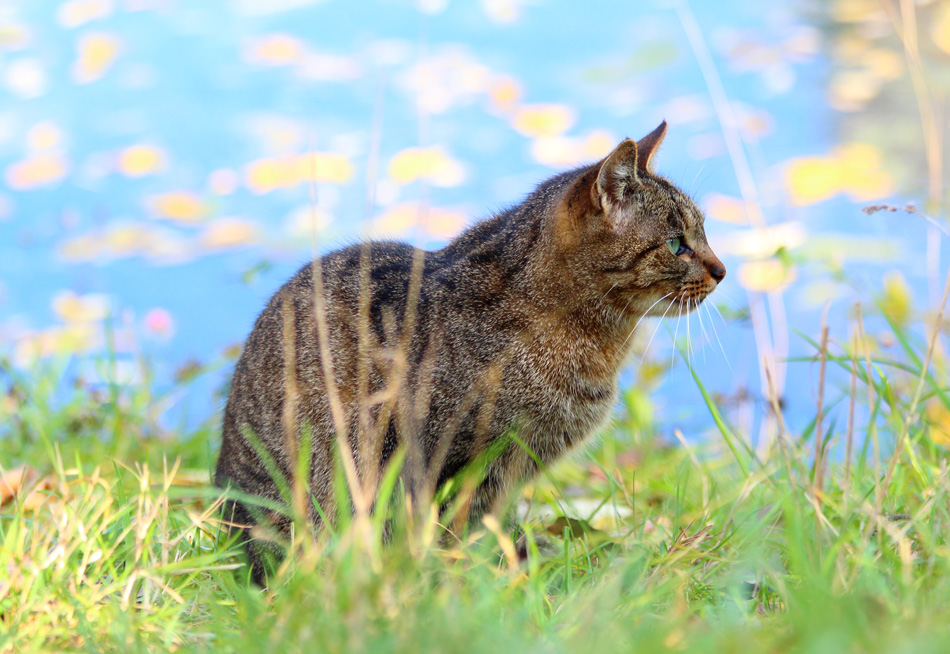 уличная кошка