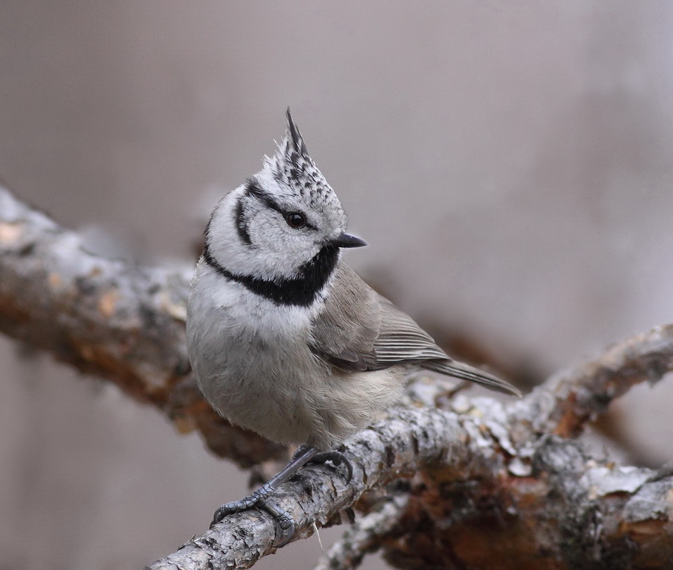 Синица хохлатая (Parus cristatus)