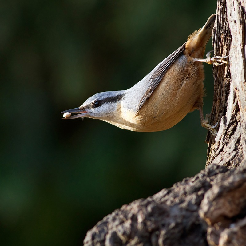 Обыкновенный поползень (Sitta europaea)