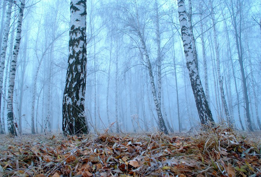 Утреняя свежесть.