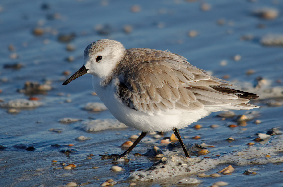 Sanderling (Calidris alba)