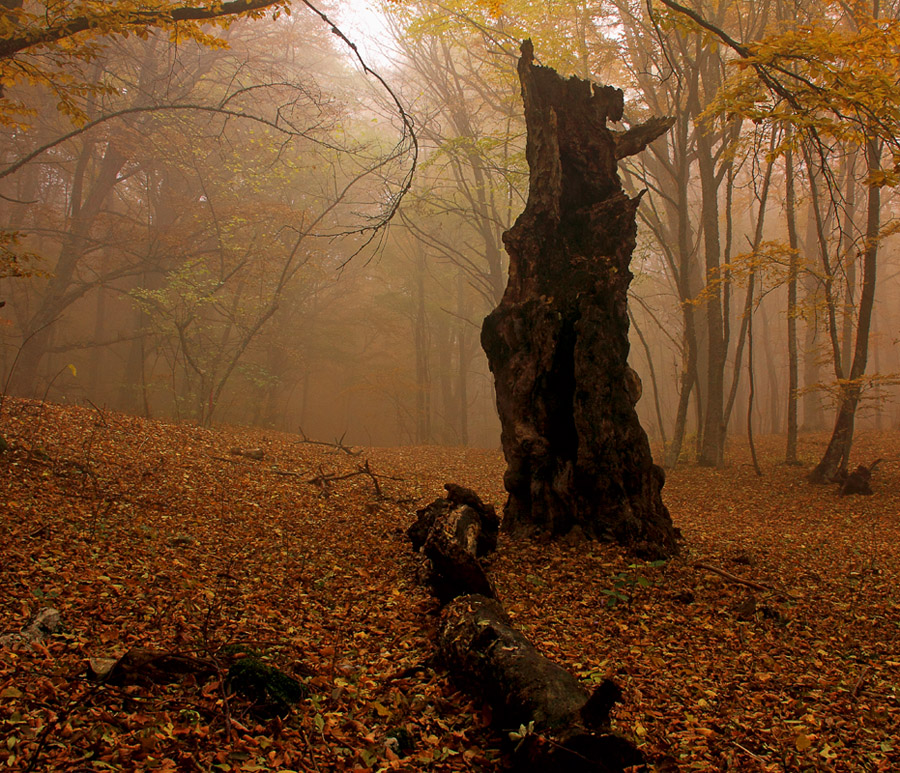 Осений Крымский лес