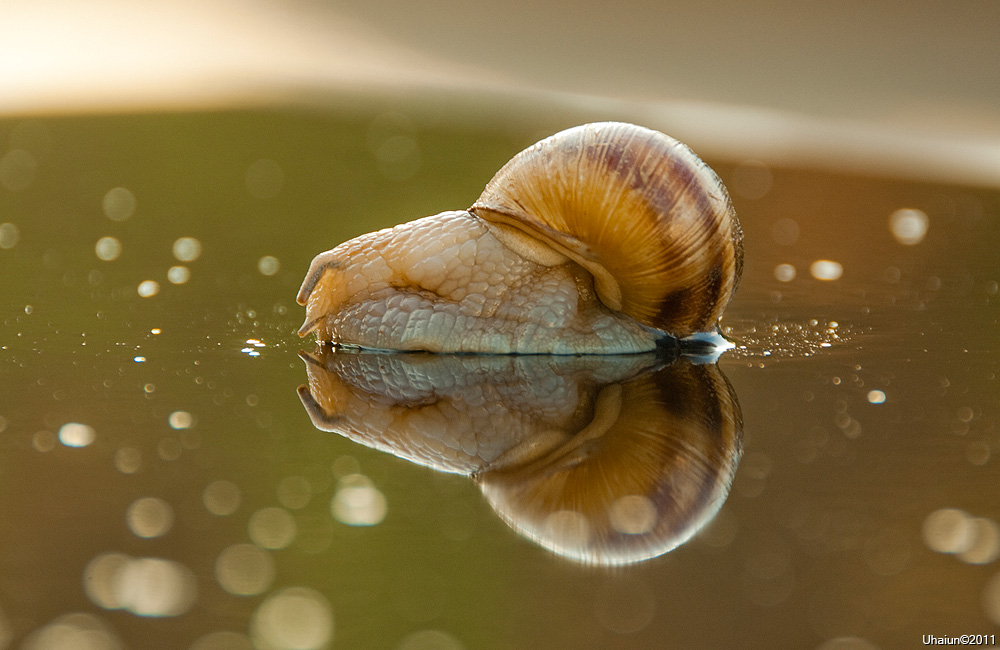 Doublesnail