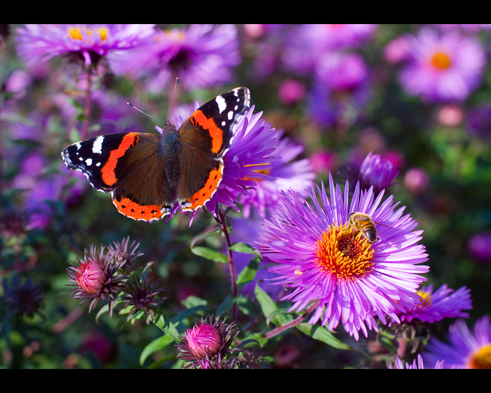 Vanessa atalanta