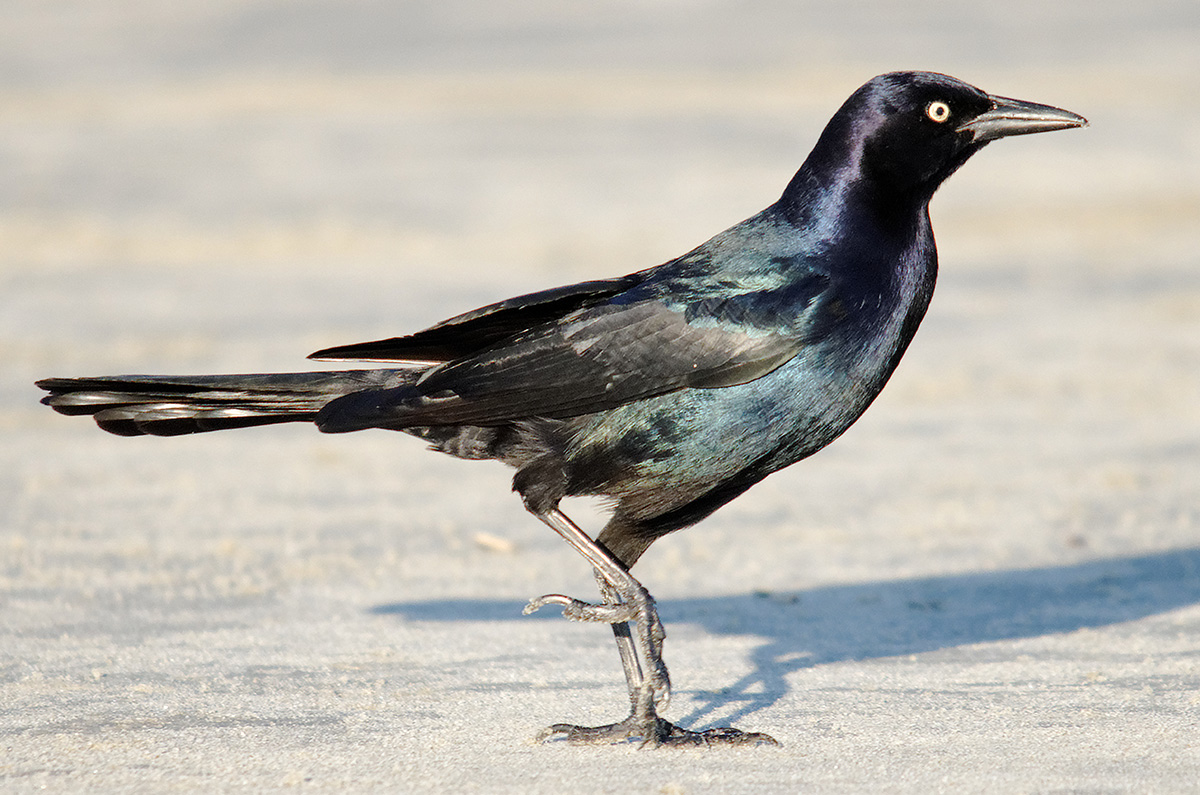 Boat-tailed Grackle (Quiscalus major)