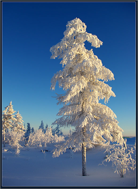 В зимнем наряде