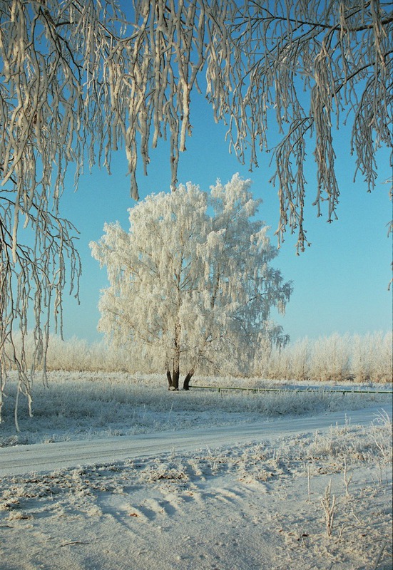 В первые морозы