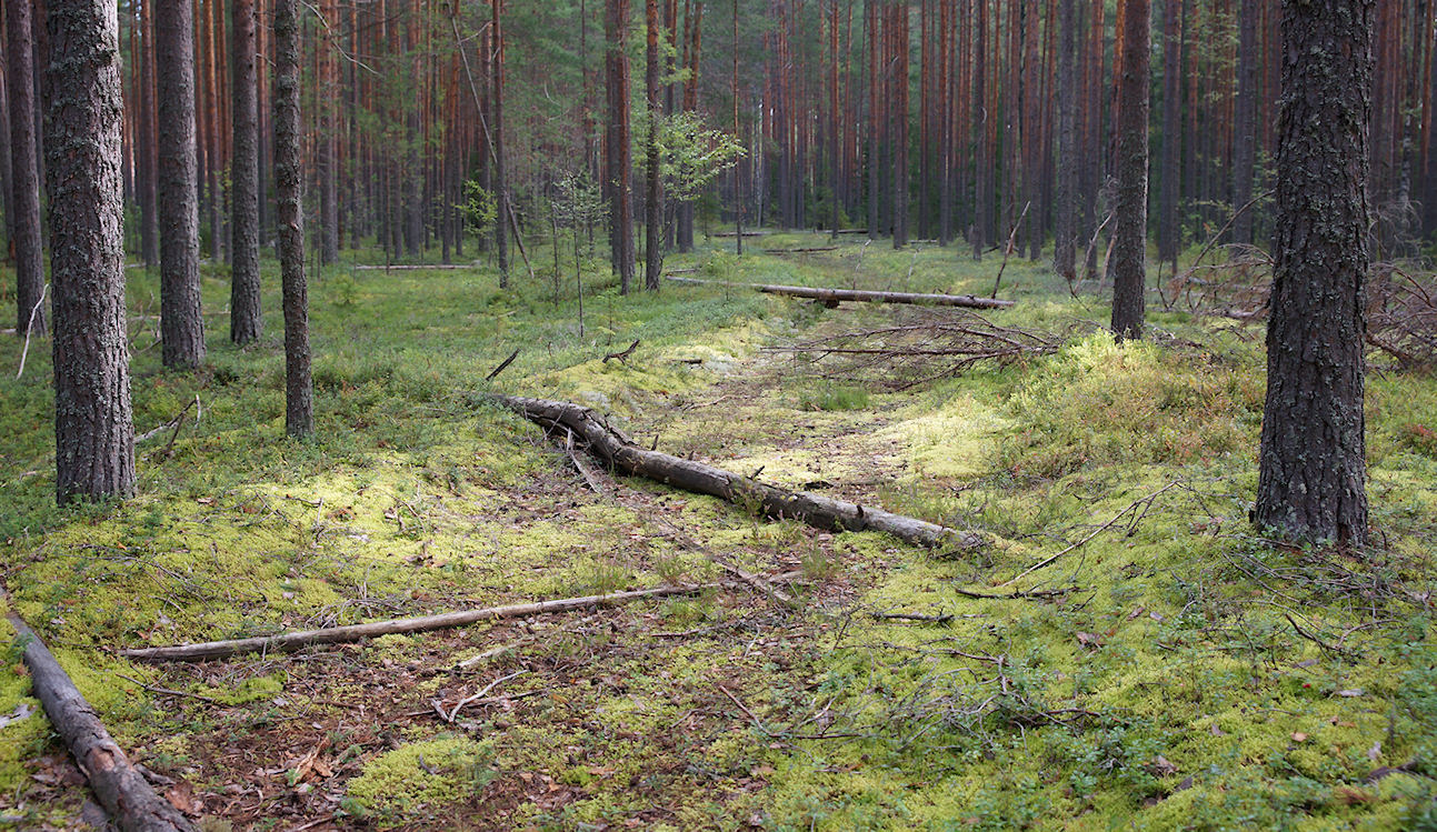 В сосновом бору