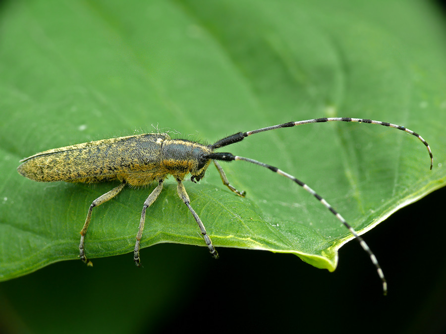 Усач-агапантия Agapanthia villosoviridescens