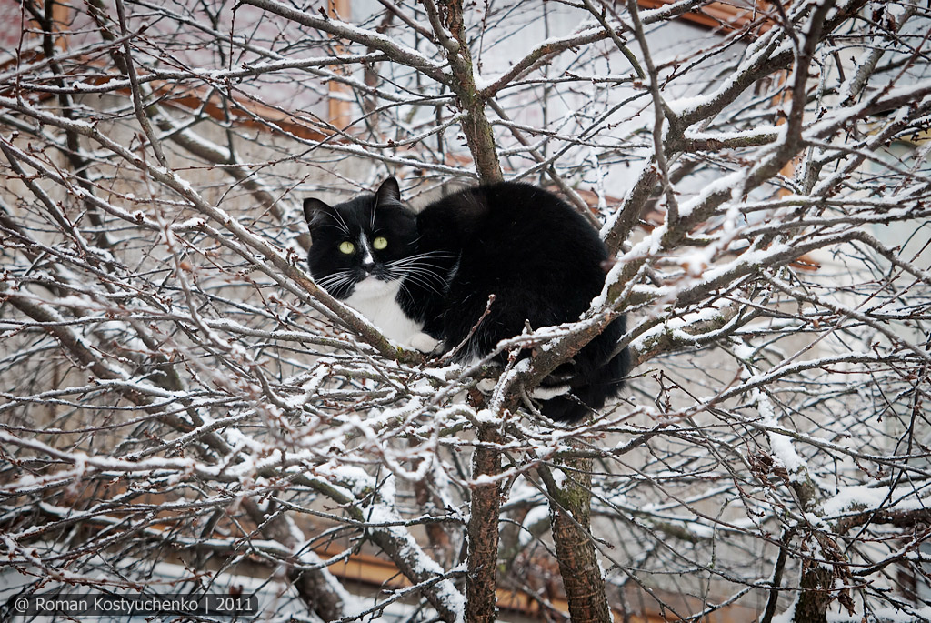 Котофей Котофеич контролирует ситуацию