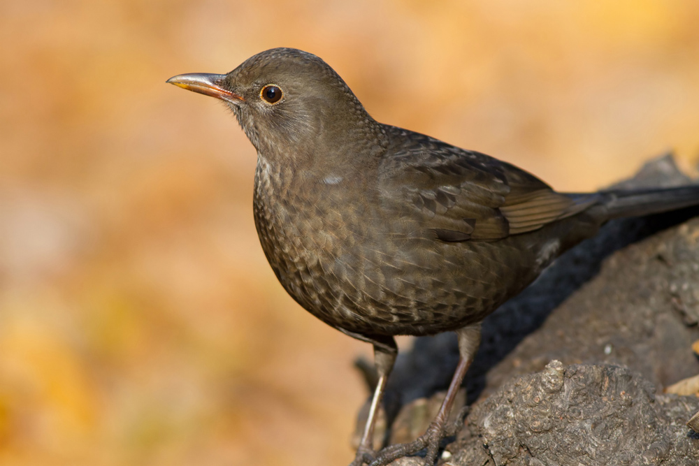 Чёрный дрозд (Turdus merula)