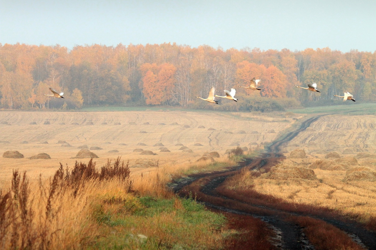 Краски осени