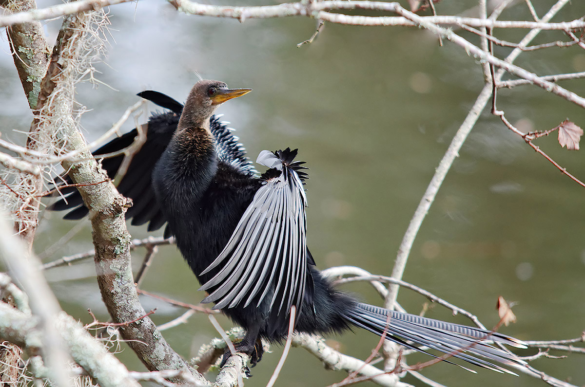 Anhinga (Anhinga anhinga)