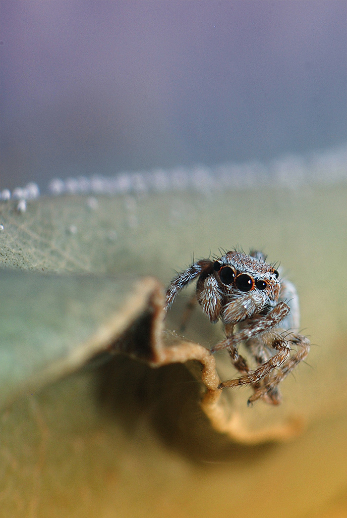 Salticidae