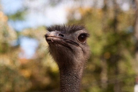 страус