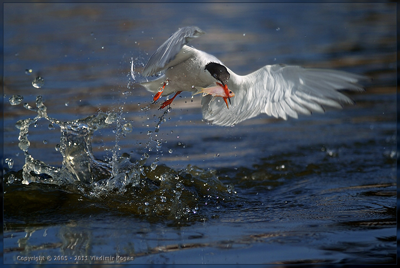 Common Tern: Catching a Fish