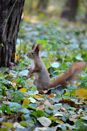 Белка в осеннем лесу